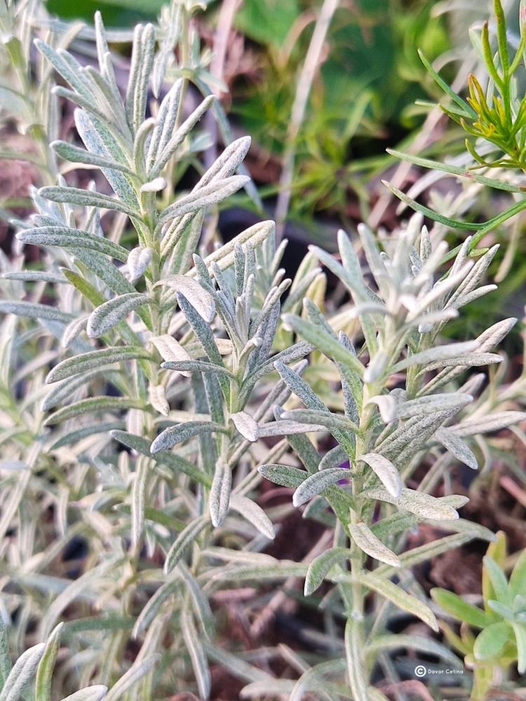 Helichrysum Italicum (Smilje) Ø14 - Akcija u trgovini Merkury