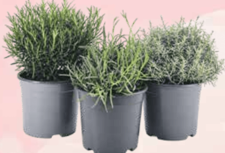 Aromatično bilje mix Ø 18 cm - Akcija u trgovini KTC