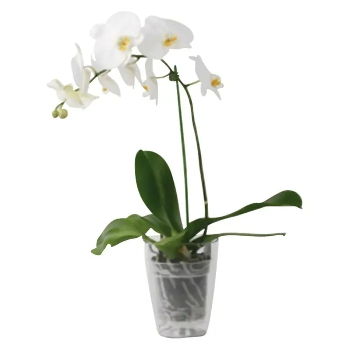 Phalaenopsis Cascade bijeli 1 grana u tegli Ø 14 cm - Akcija u trgovini KTC