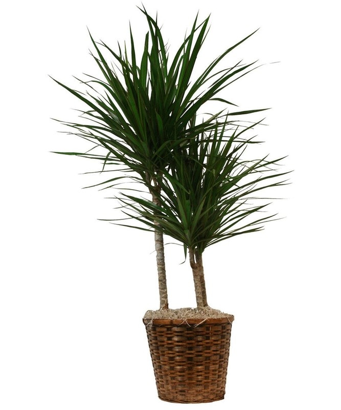 Dracena Mix Ø 11 cm, 35 cm - Akcija u trgovini Plodine