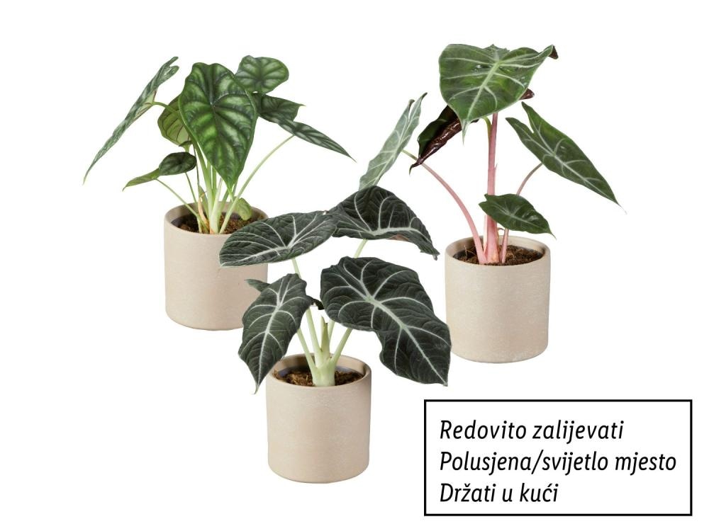 Alokazija mix - Akcija u trgovini Lidl