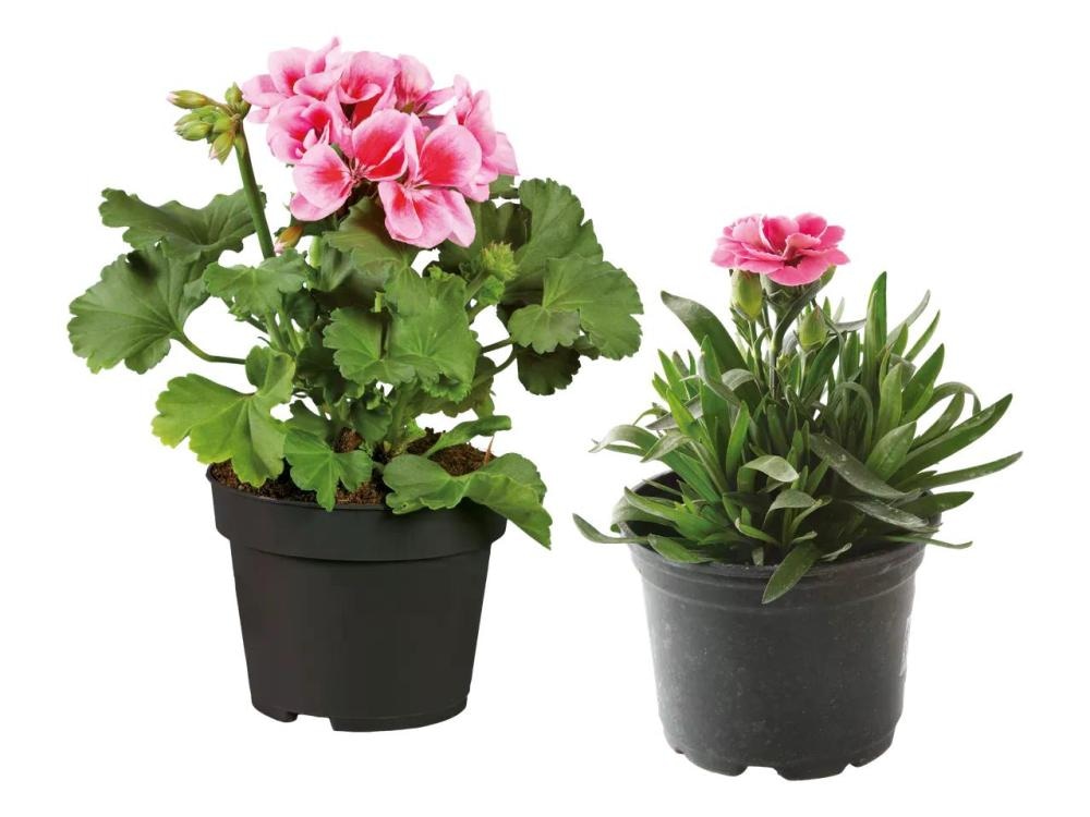 Karanfil dianthus, pelargonija peltatum, verbena, potunia viseća - Akcija u trgovini Lidl