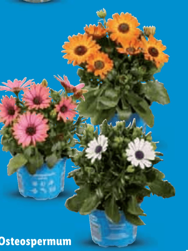 Osteospermum - Akcija u trgovini Lidl