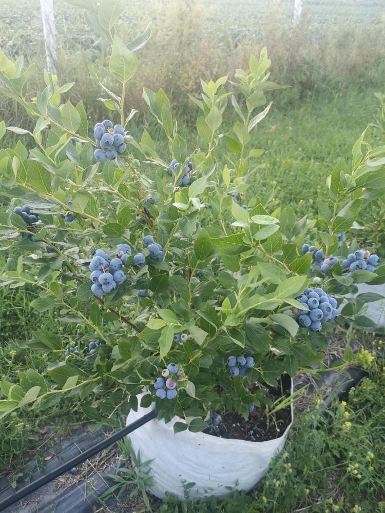 Sadnica američke borovnice komad - Akcija u trgovini Plodine