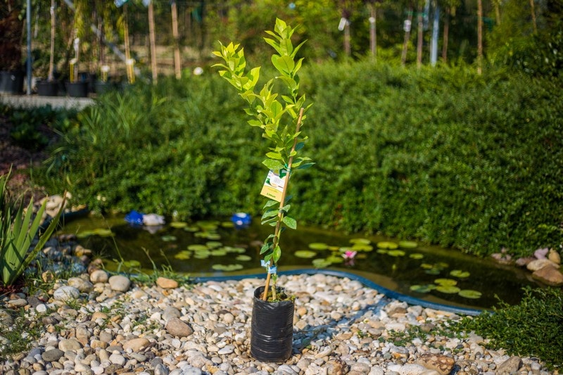 Sadnica limuna visina 80 cm - Akcija u trgovini Plodine