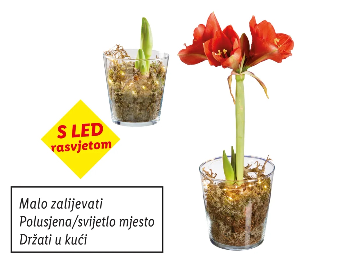 Amarilis Komad - Akcija u trgovini Lidl