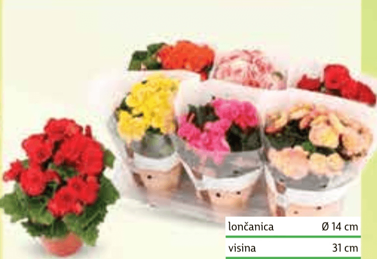 Begonia mix lončanica Ø 14 cm, visina 31 cm - Akcija u trgovini Plodine