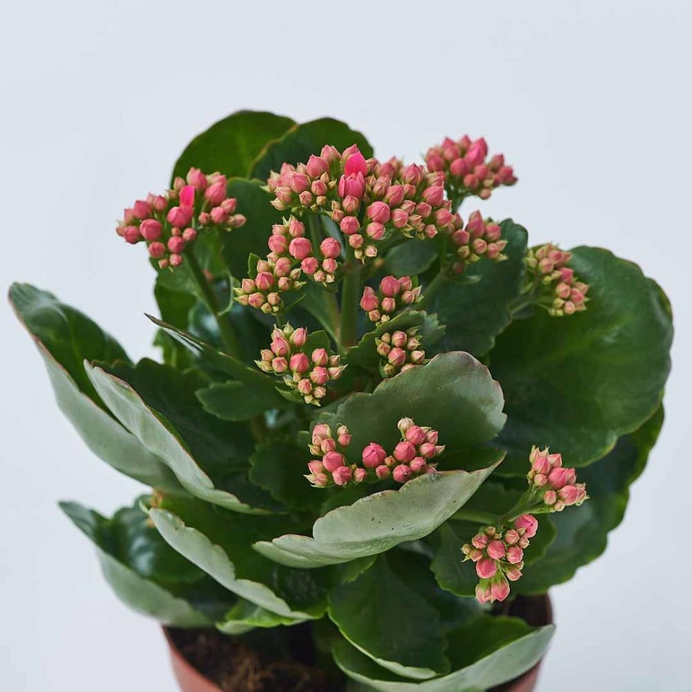 Božićna Kalanhoa - Akcija u trgovini Plodine