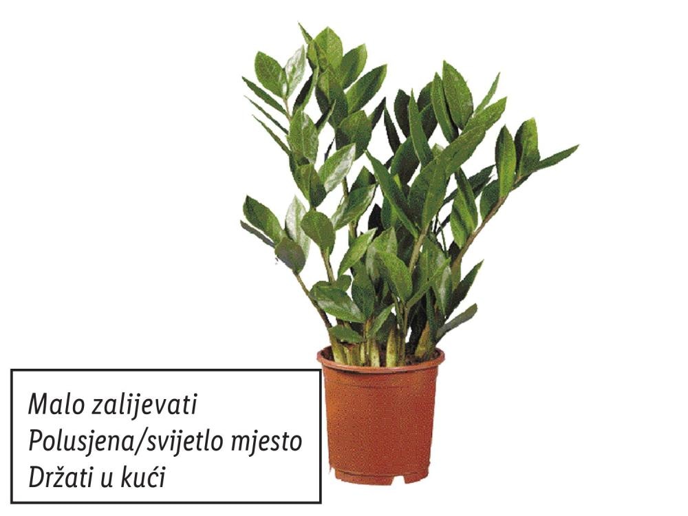 Zamioculcas Akcija u trgovini Lidl