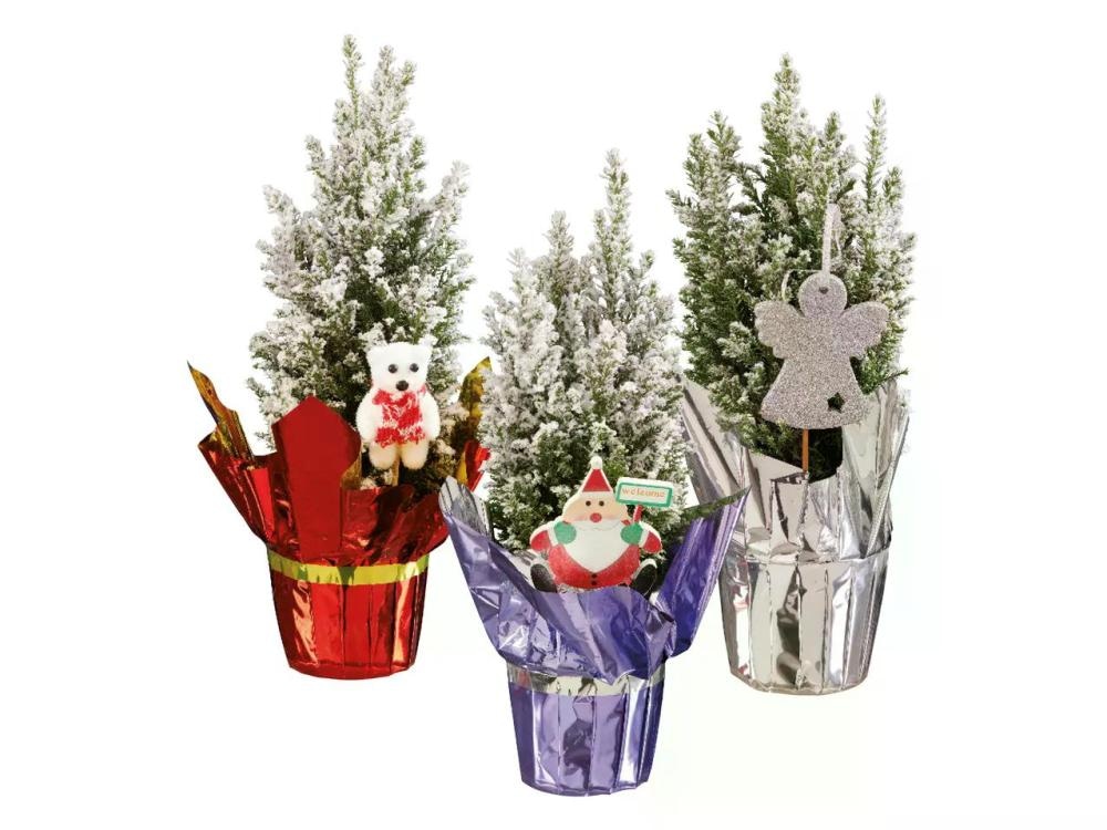 Elwoodi ukrasno drvce Komad - Akcija u trgovini Lidl