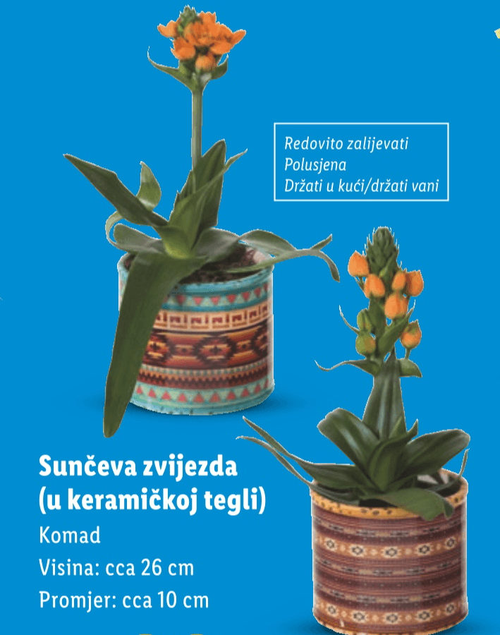Sunčeva zvijezda - Akcija u trgovini Lidl