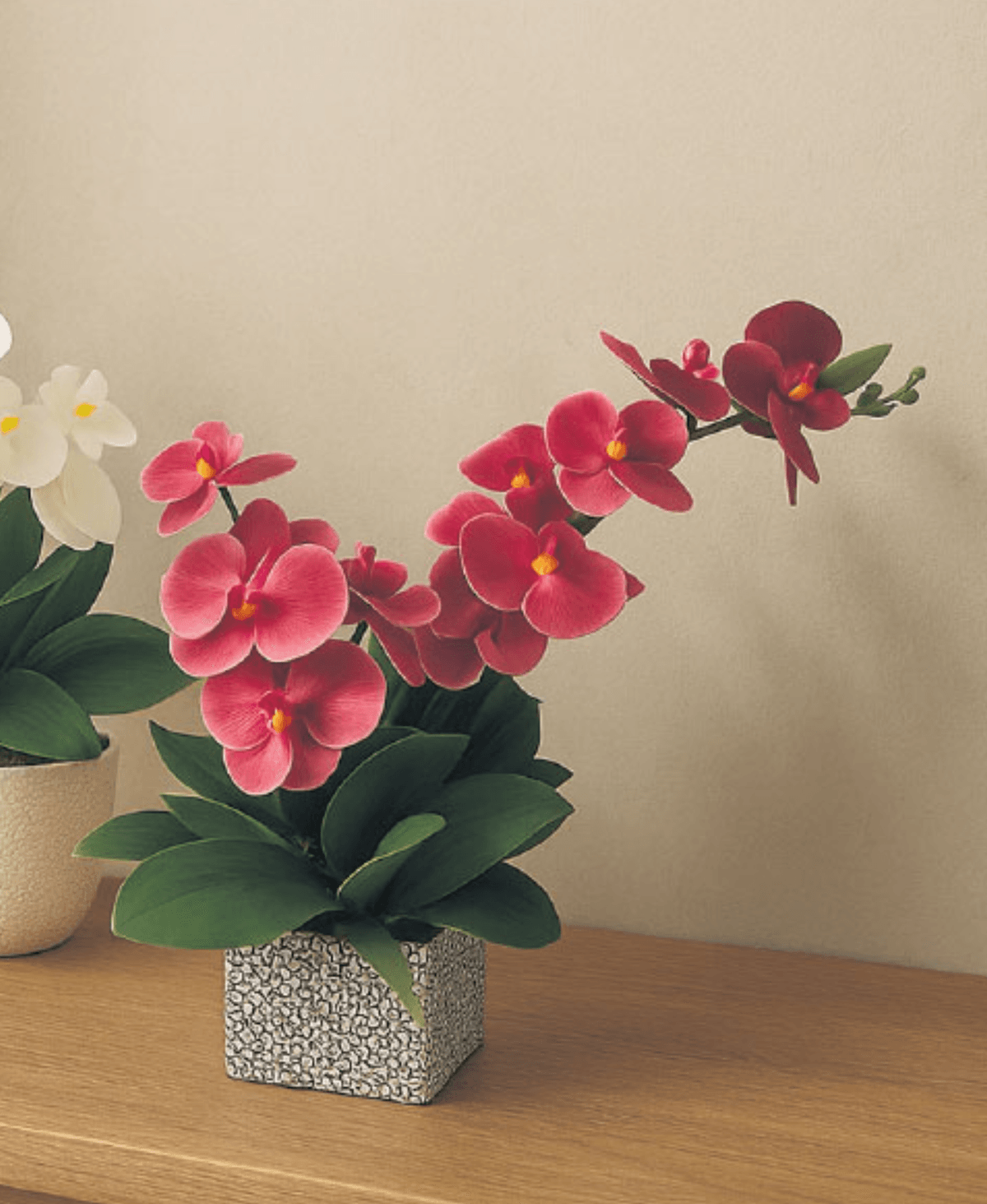 Orhideja u cementnoj posudi ciklama - Akcija u trgovini KTC