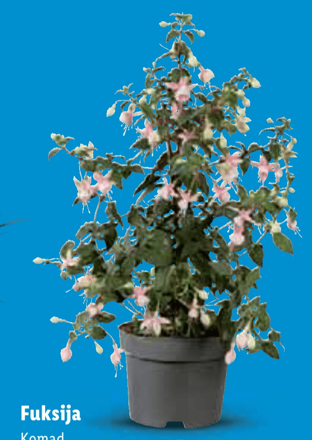 Fuksija - Akcija u trgovini Lidl