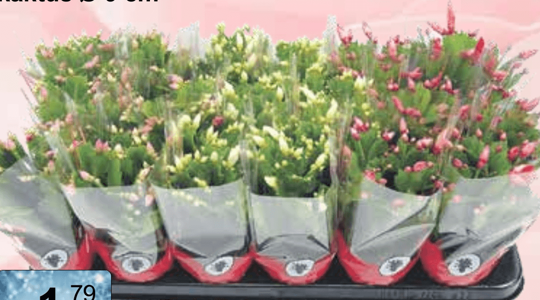 Ciklama mix Ø 12 cm - Akcija u trgovini KTC