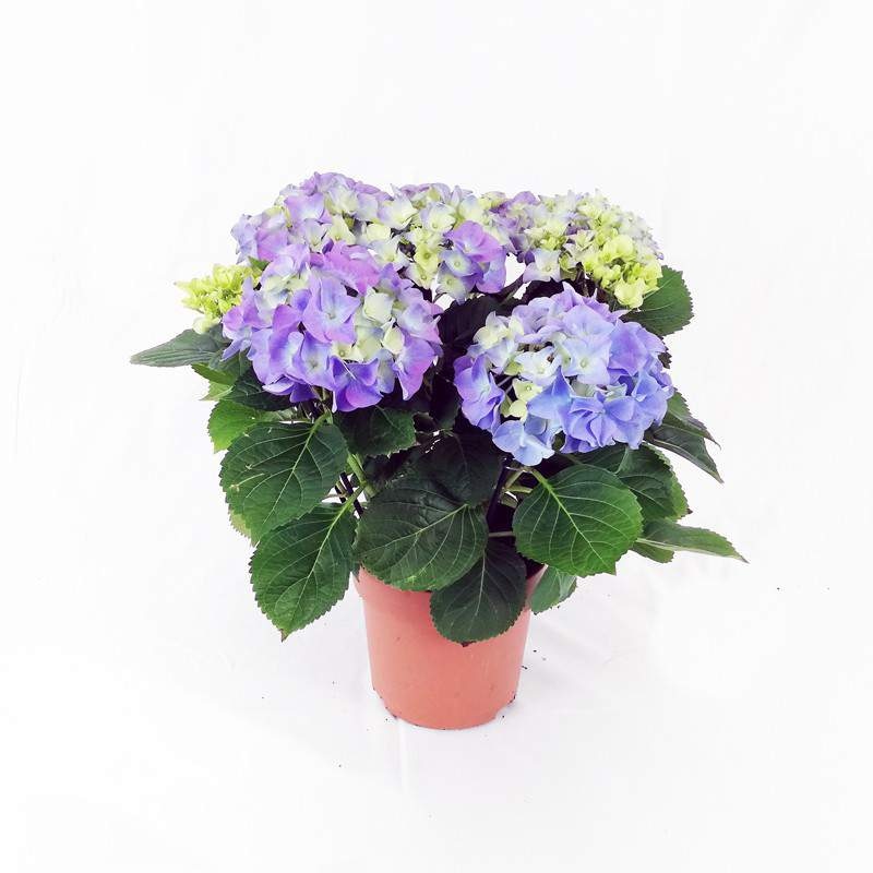 Hydrangea 14cm - Akcija u trgovini Konzum