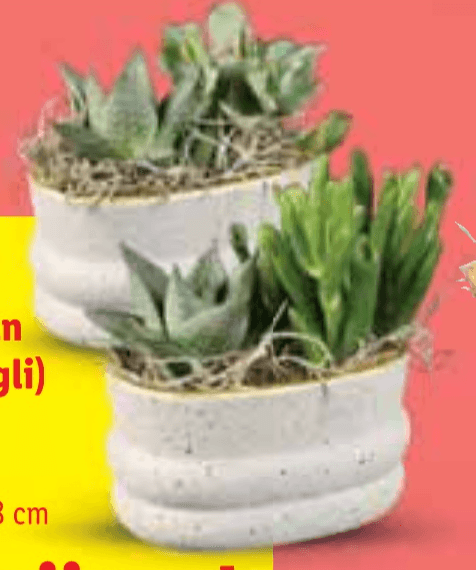 Biljni aranžman - Akcija u trgovini Lidl