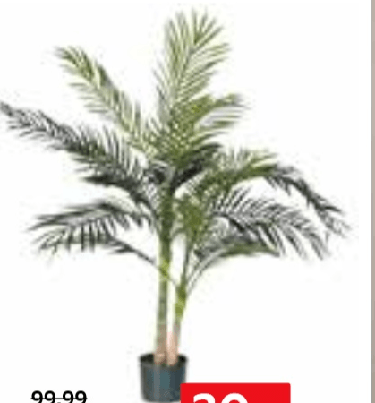 Palma u tegli Ø 100 cm, v. 120 cm ambia - Akcija u trgovini Lesnina