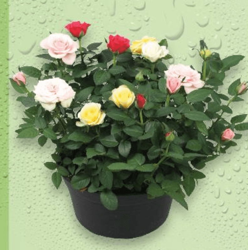 Ruža 1 komad - Akcija u trgovini Kaufland