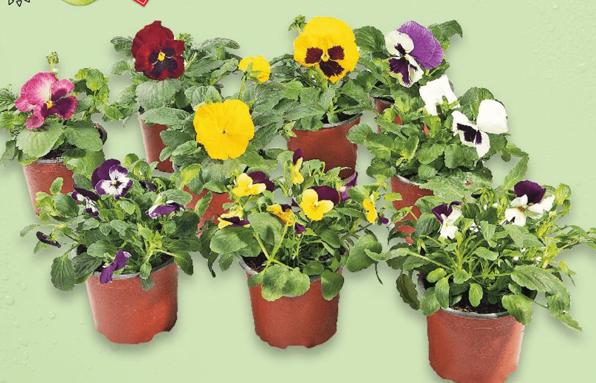 Maćuhica 1 komad - Akcija u trgovini Kaufland