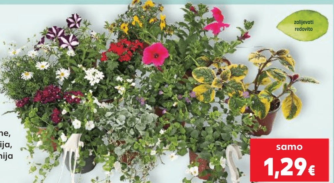 Balkonsko cvijeće komad - Akcija u trgovini Kaufland