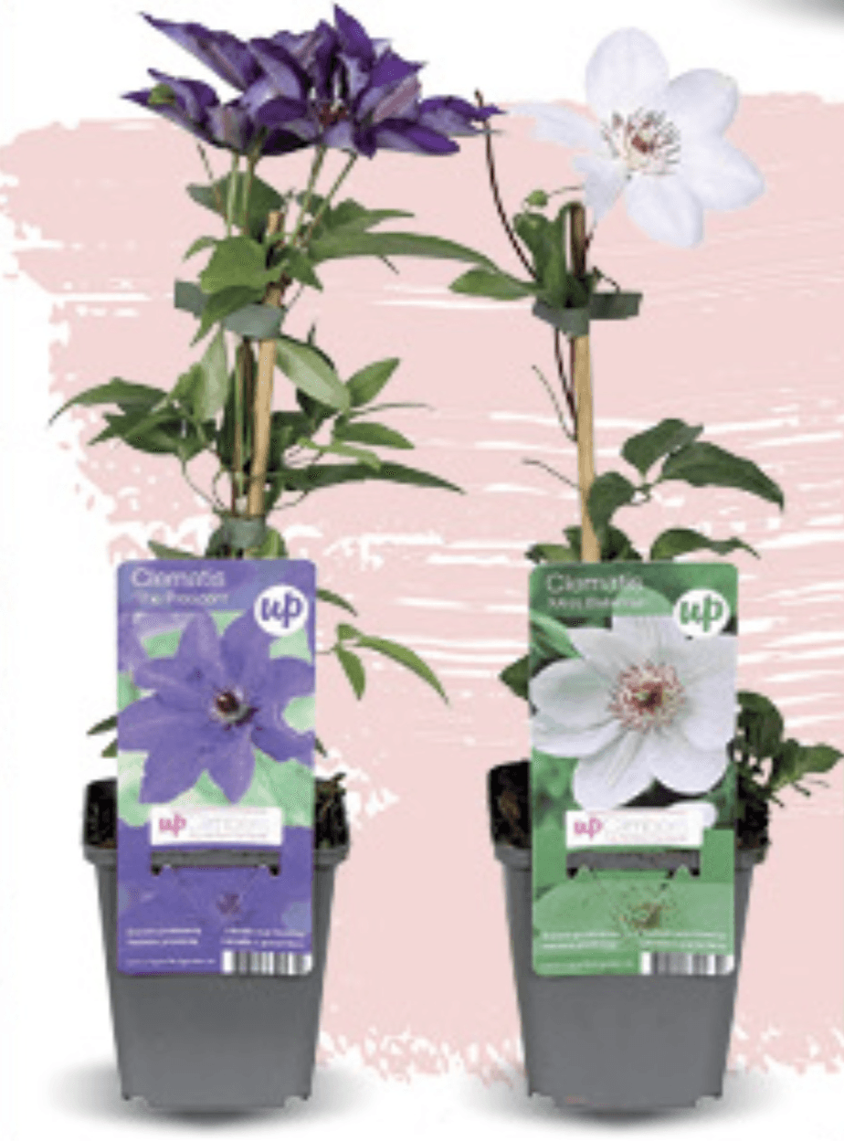 Clematis Mix 9cm, kom - Akcija u trgovini Konzum