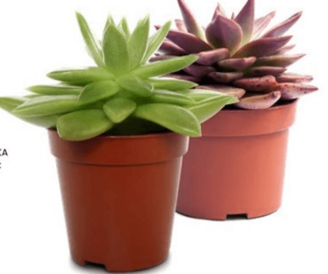 Biljka Echeveria Mix Akcija u trgovini Eurospin