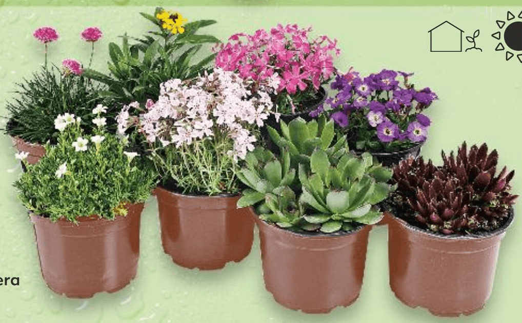 Trajnice u tegli promjera 12 cm - Akcija u trgovini Kaufland