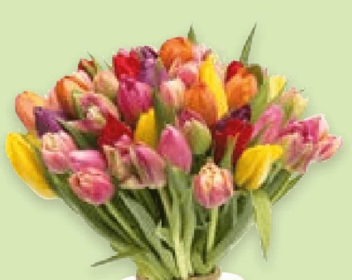 Buket tulipana Premium 7 komada - Akcija u trgovini Spar