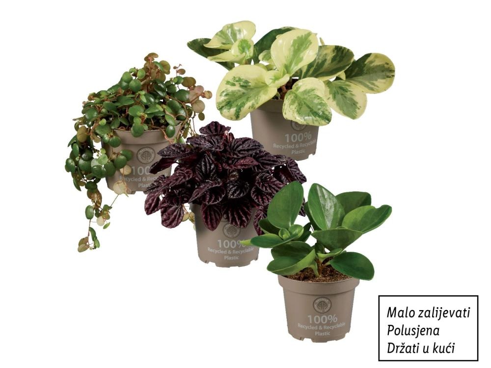 Peperomija mix - Akcija u trgovini Lidl