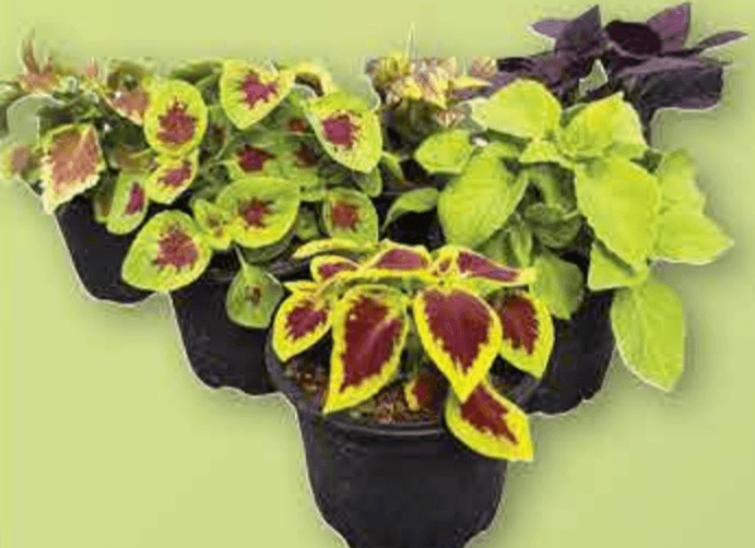 Ukrasna kopriva lončanica Ø 10 cm, visina 15 cm - Akcija u trgovini Plodine