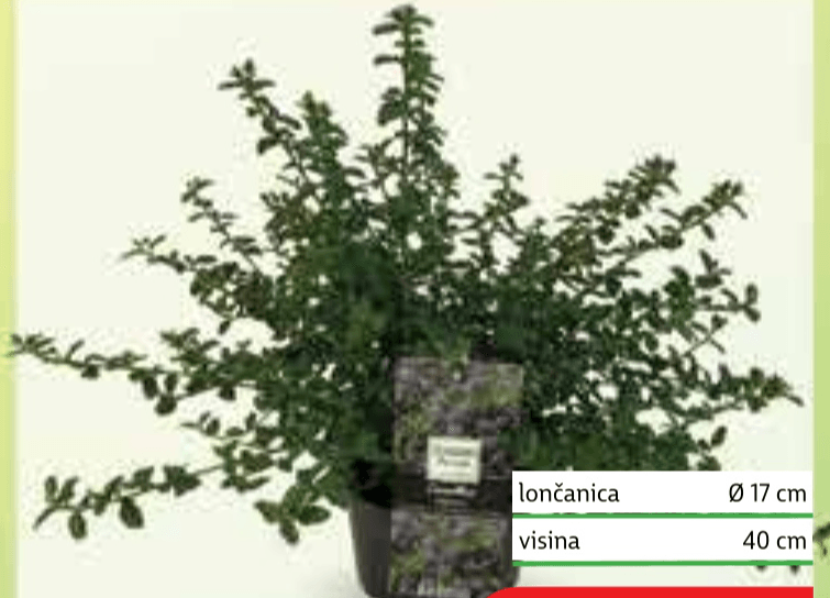 Kalifornijski jorgovan lončanica Ø 17 cm, visina 40 cm - Akcija u trgovini Plodine