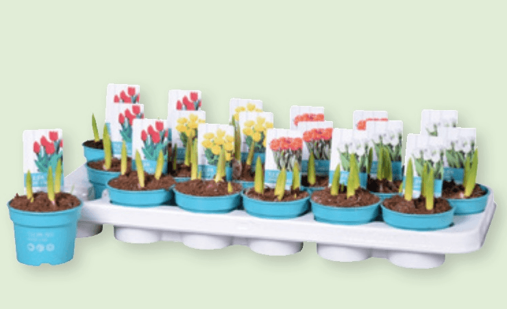 Tulipani Diamond 1 kom - Akcija u trgovini Spar