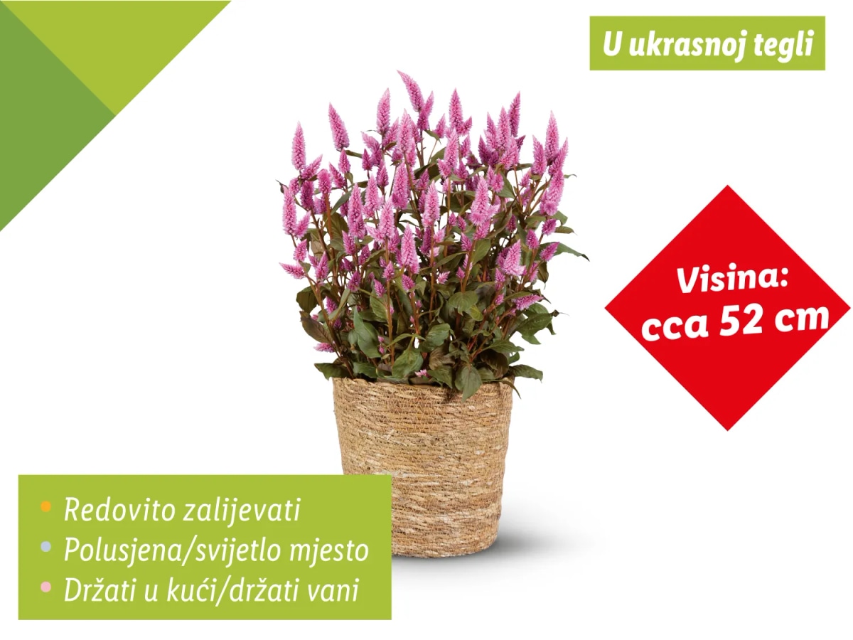 Pijetlova krijesta cca 52 cm (visina), cca 19 cm (promjer) Akcija u trgovini Lidl