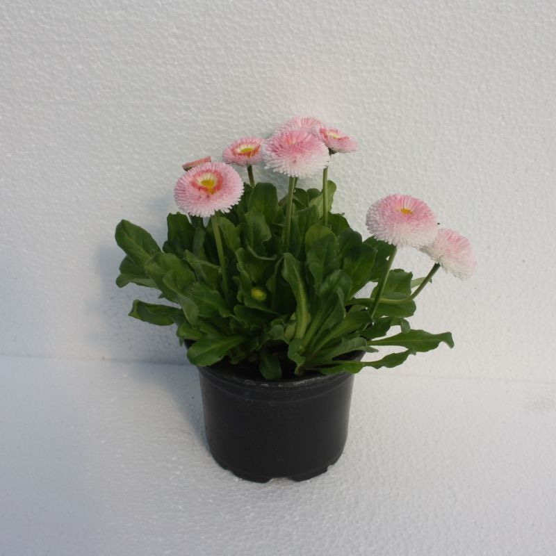 Bellis tratinčica - Akcija u trgovini Plodine