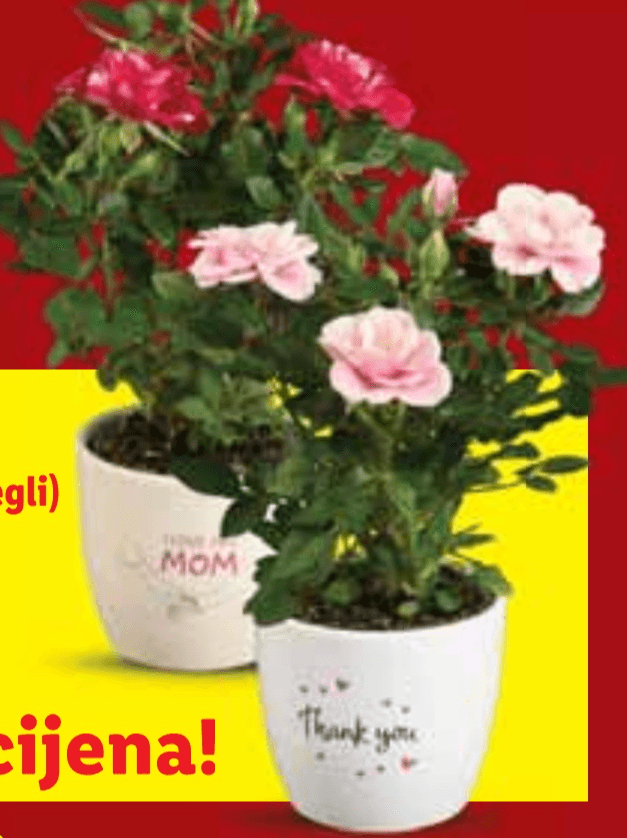 Ruža lončanica - Akcija u trgovini Lidl