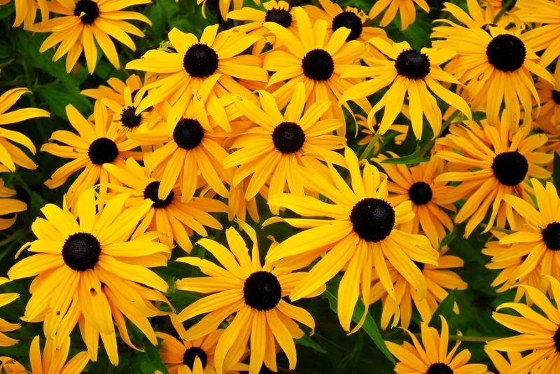 Rudbekija - Akcija u trgovini Bauhaus