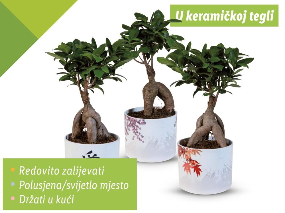 Ficus Ginseng Visina: cca 30 cm, Promjer: cca 12 cm Akcija u trgovini Lidl