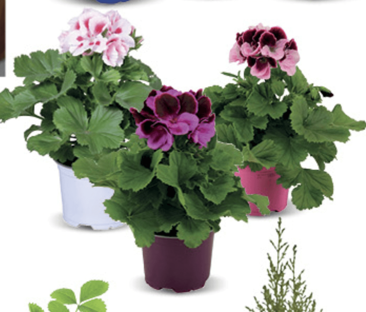 Pelargonium Grand 12cm, kom - Akcija u trgovini Konzum