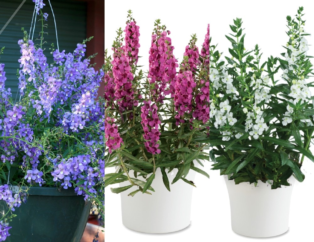 Angelonia Mix lončanica Ø 12 cm, visina 28 cm - Akcija u trgovini Plodine