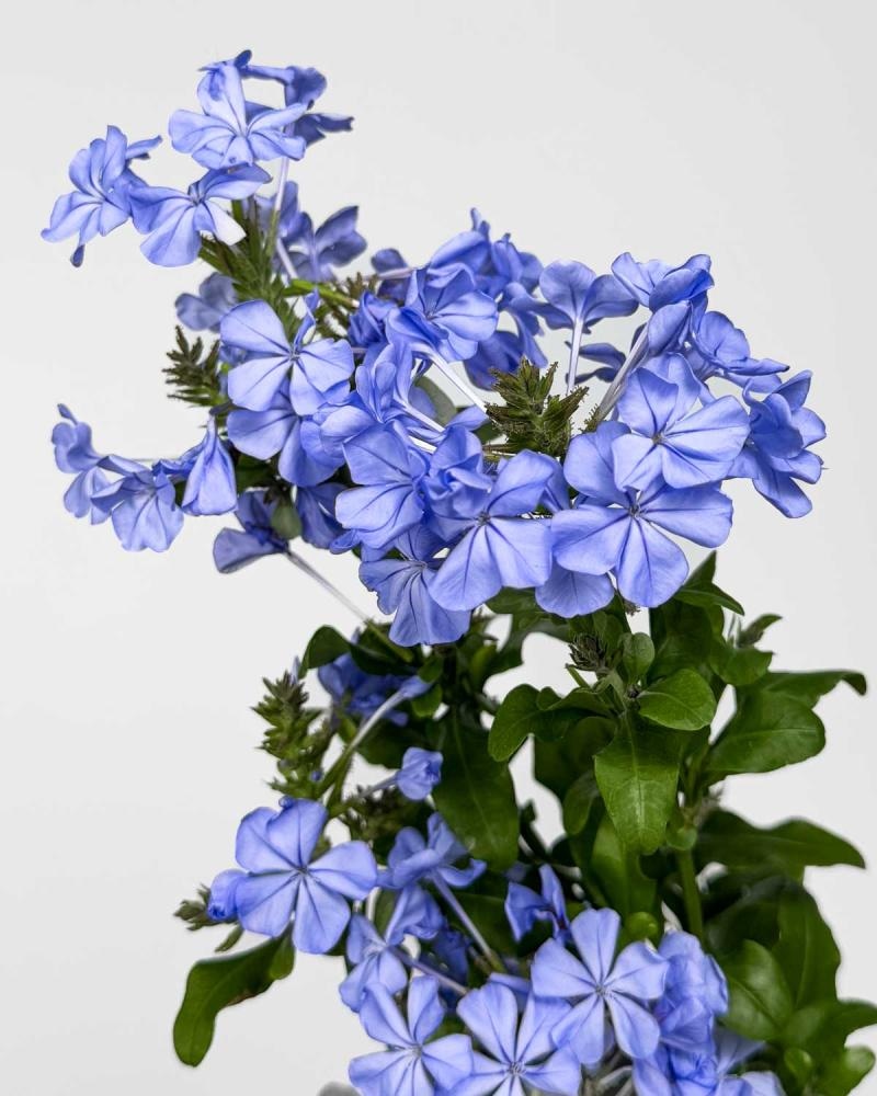 Plumbago auriculata imp.blue - Akcija u trgovini Vinkoprom