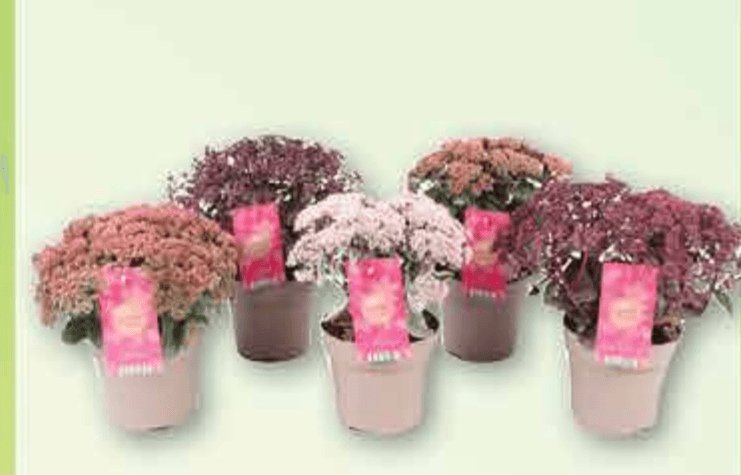 Žednjak 1 komad - Akcija u trgovini Plodine