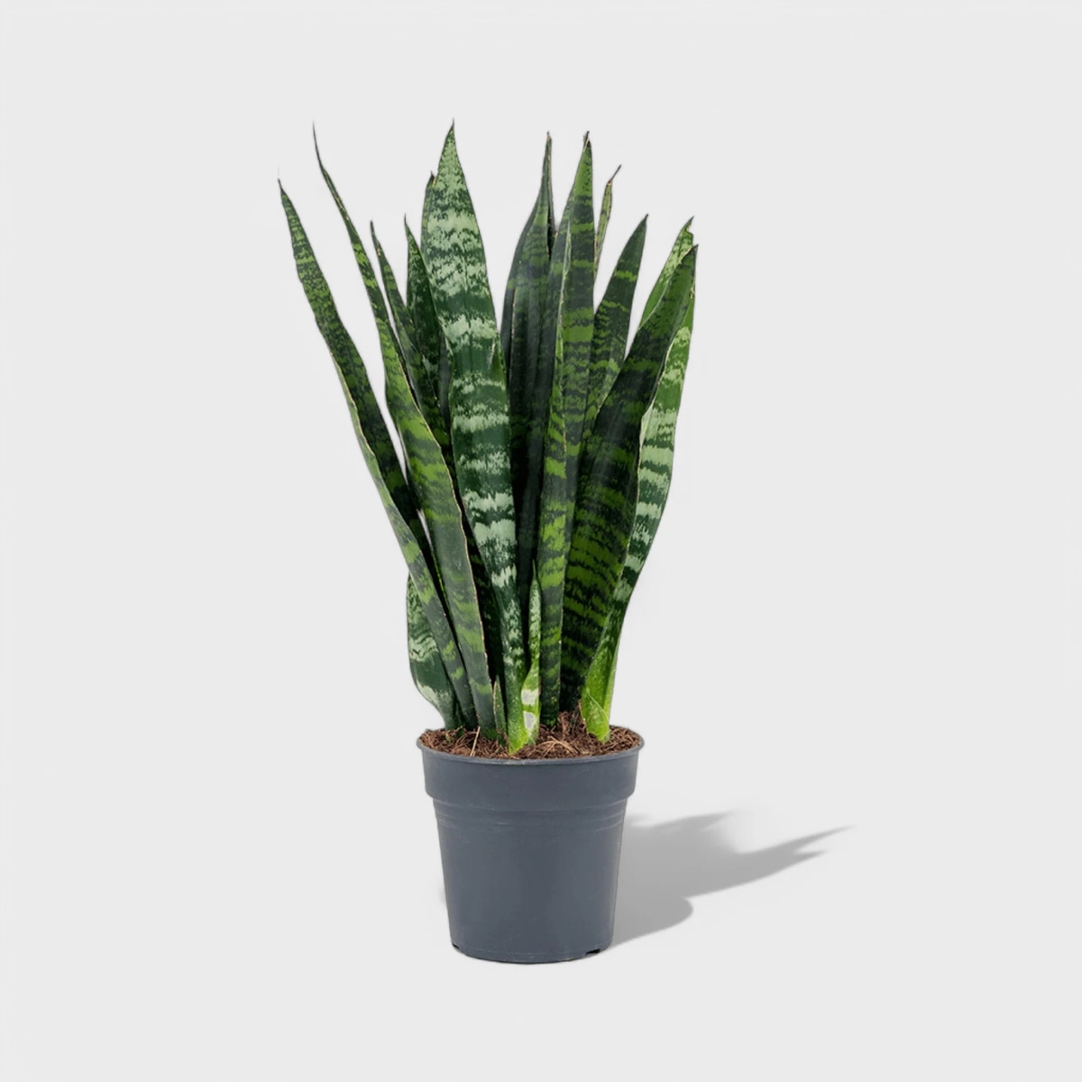 Sansevieria Mix Ø 12 cm, 40 cm - Akcija u trgovini Plodine
