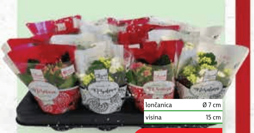 Kalanchoa lončanica Ø 7 cm, visina 15 cm - Akcija u trgovini Plodine