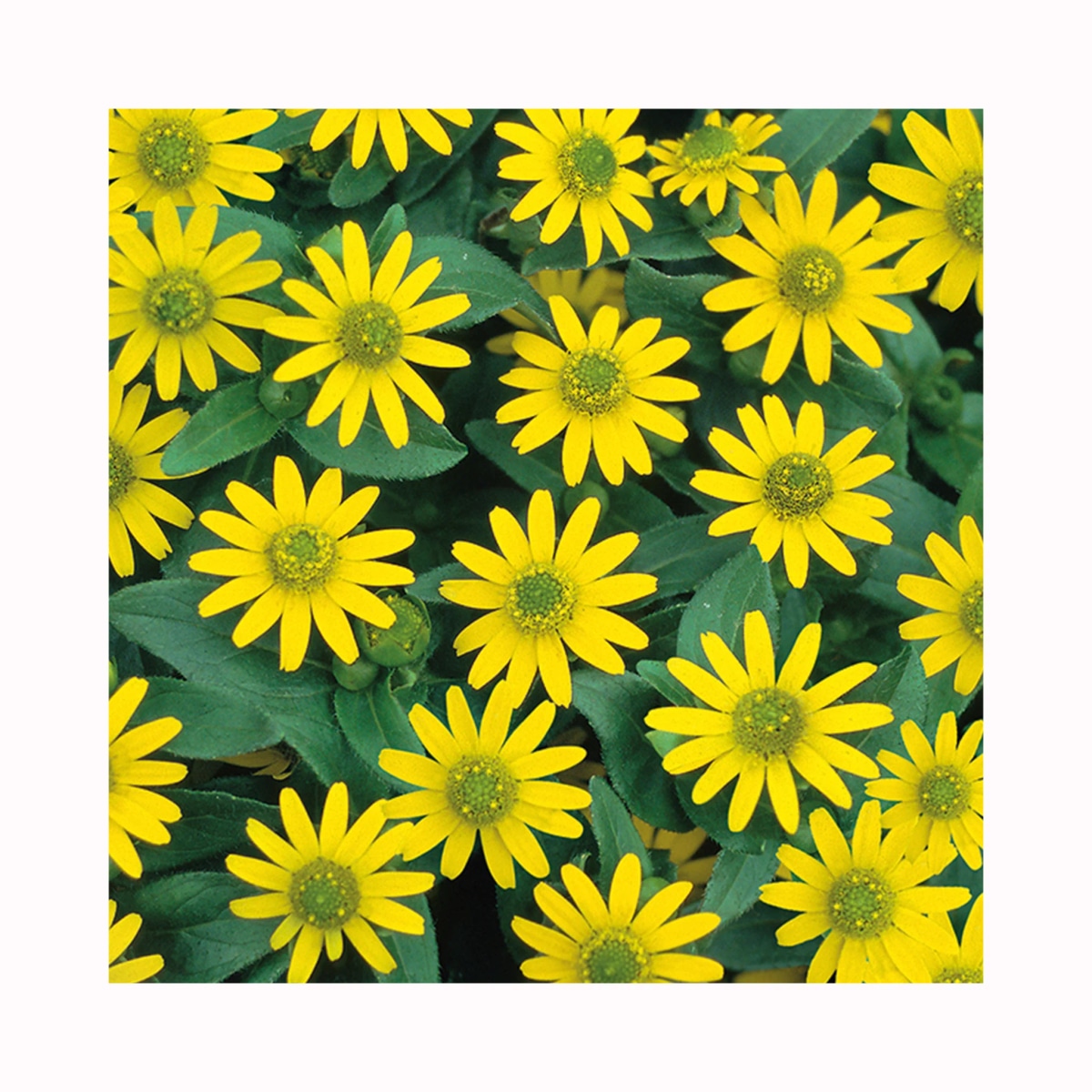 Sanvitalija 'Solaris® Yellow Colours' T12 Volmary - Akcija u trgovini Bauhaus