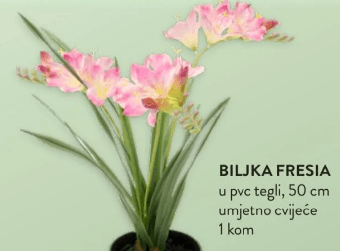 Biljka Fresia 1 kom - Akcija u trgovini Interspar