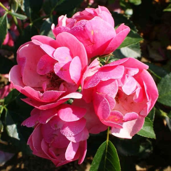 Ruža grmolika 50-70 cm - Akcija u trgovini Vinkoprom