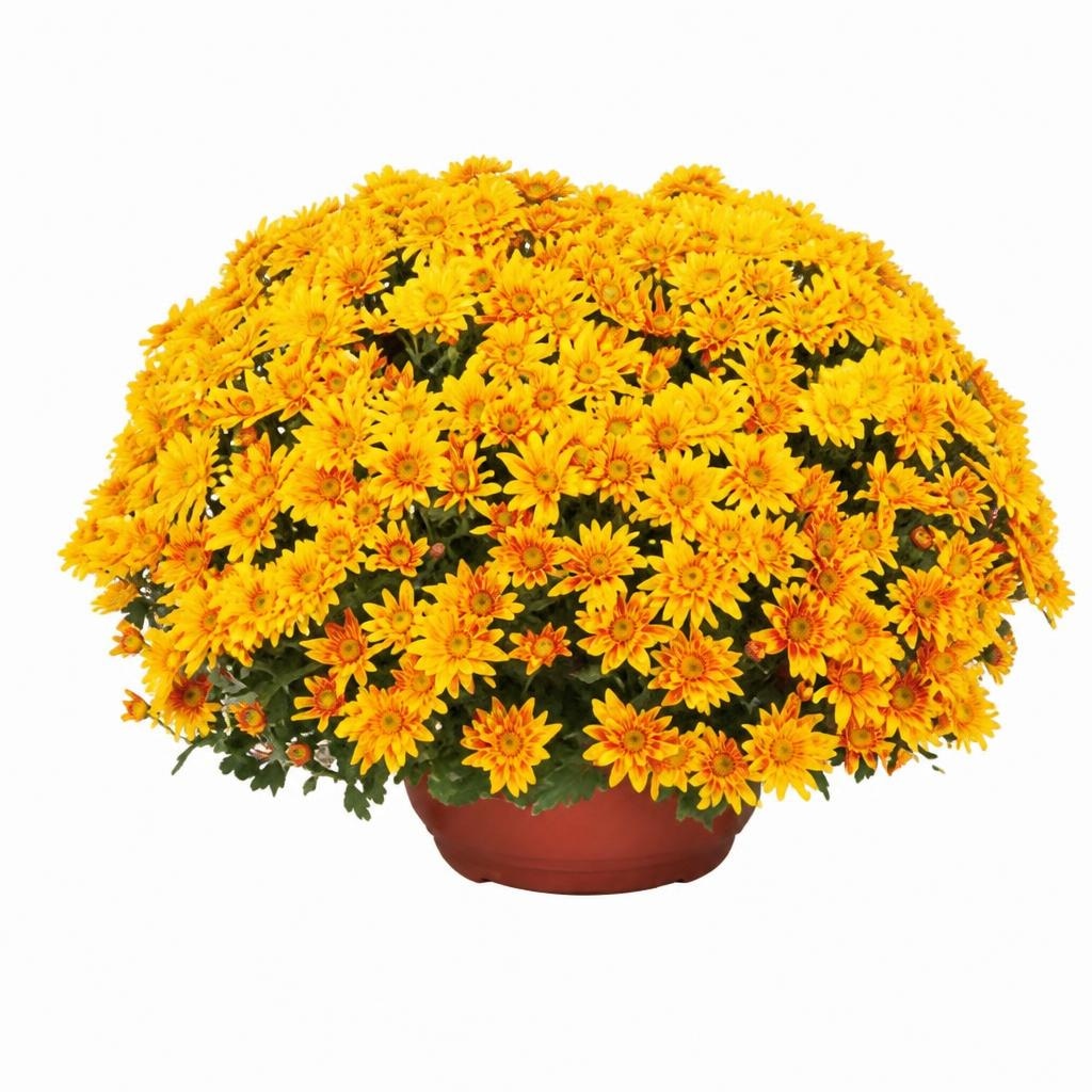 Krizantema multiflora veličina XL, tegla promjera 25 cm Akcija u trgovini Kaufland