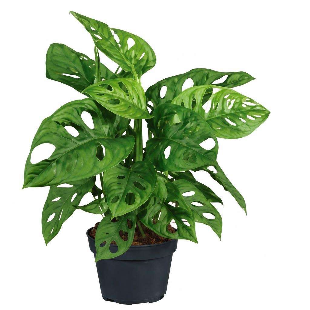 Monstera Komad - Akcija u trgovini Lidl