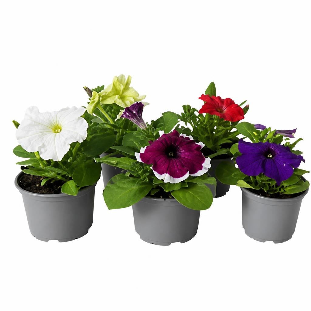 Petunia - Akcija u trgovini Plodine