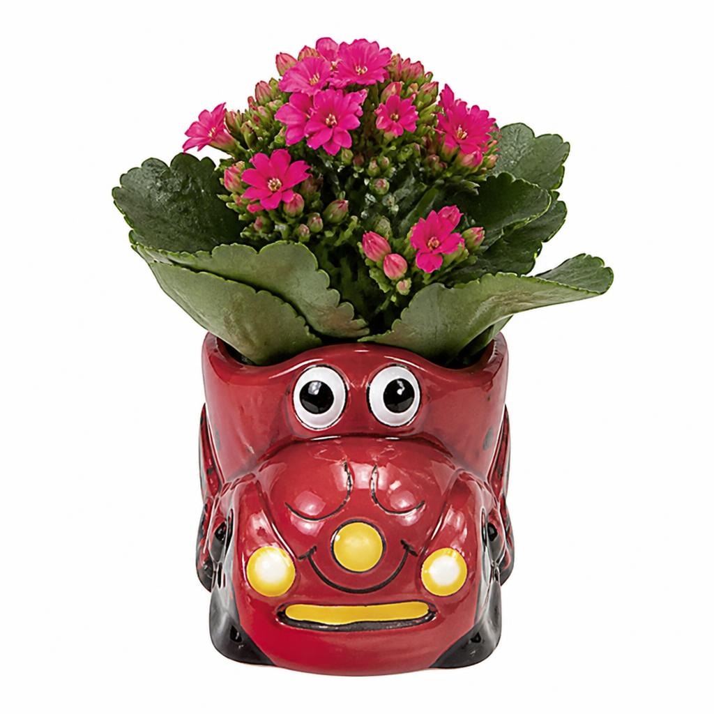Kalanchoe - Akcija u trgovini Konzum